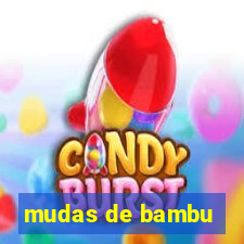 mudas de bambu